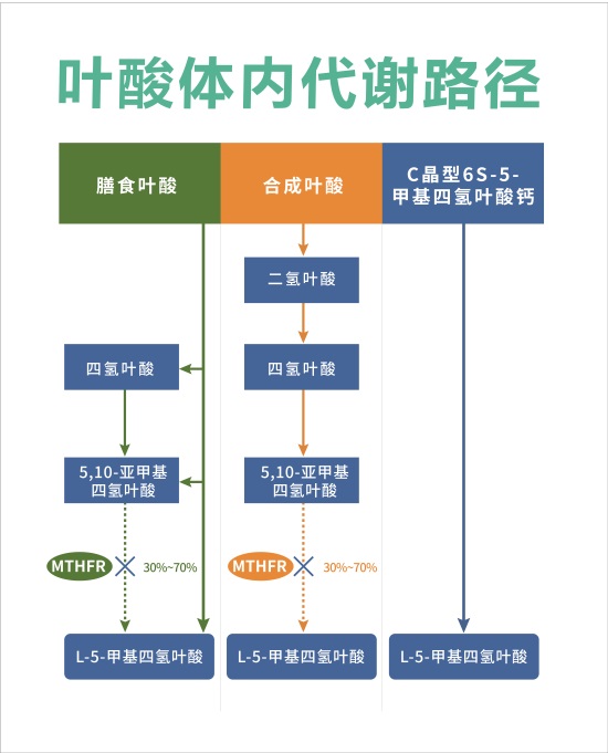 叶酸代谢过程是影响其生物特征的关键环节